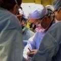 Амерички хирурзи успешно пресадили свињски бубрег пацијенту