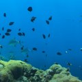 Luksuz u dubinama okeana – kafa sa "morskim prijateljima" – pet zvezdica pod vodom za 19 hiljada evra