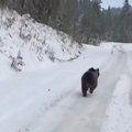 (Video): Vozač nasred puta na Zelengori snimio medveda, mnoge je šokirala brzina kojom trči, ali je onda nešto još…