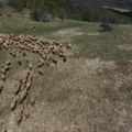 IMA LI NADE ZA OČUVANJE AUTOHTONIH RASA: Pirotska pramenka tema međunarodnog projekta