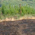 „Najnoviji snimak iz vazduha jasno pokazuje da je vinograd žitoračkog poglavice Marka Milenkovića jedino što nije izgorelo u…