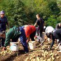 Шта брине произвођаче кромпира?