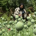 UN: Proizvodnja opijuma u Avganistanu naglo opala nakon zabrane talibana