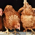 Širi se bolest živine! Sledi eutanazija više od 200.000 ptica. Potvrđena još dva žarišta.