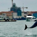 U Venecijanskoj laguni, nakon delfina Mima, primećena mediteranska foka