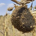 Ranija žetva kukuruza i suncokreta, prinosi manji od očekivanih