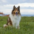 Dao silne pare da bio postao pas: Japanac koji živi u kostimu škotskog ovčara prvi put izašao napolje u šetnju (video)