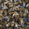 Pčele terorišu građane, uvukle se i u tramvaje: Drama u Temišvaru, pčelar Petar misli da zna šta je problem