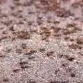 Insekti preplavili grad, jedu jedni druge Ljudi u panici: "Odvratni su..."