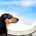 Italija je prva zemlja koja je velikim i srednjim psima dozvolila letenje avionom Ovo je baš obradovalo vlasnike