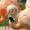 Naučnici otkrili kako flamingosi zapravo love plen