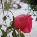 Ruža procvetala u snegu, na najhladniji dan ove zime, i rastužila jednu Beograđanku