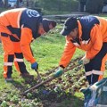 Planirani radovi na održavanju javnih površina i gradskog zelenila