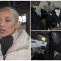 (Foto/video) Sofija živi za svoje krave, a nekada je po kazni išla u štalu! Na farmi kod Bačke Palanke ima 450 grla - svakoj…