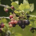Voćka koja privlači sve više pažnje, a na našim pijacama je nema: Jednostavna je za uzgoj, a kilogram se prodaje i po 12 evra…
