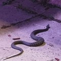 Nišliju ujela zmija na Bulevaru „12. februar“