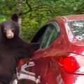 Vežite se, polećemo Evo kako je medved bez ključa ušao u automobil (video)