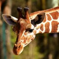 Privatni zoo vrt u Luizijani saopštio da je USDA prekoračila ovlašćenja zaplenom žirafe