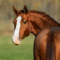 Ukraden konj sa beogradskog Hipodroma, pa prodavan preko oglasa: Vlasnica tri godine traga za njim