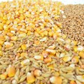Izvoz kukuruza dobro ide, pšenica slabo, zaliha sve više,…
