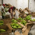 U pošiljci banana otkrivena rekordna količina droge