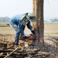 Lovac zbog zaglavljenog psa posekao celo stablo: Snimak za nevericu, a evo šta je tražio unutra