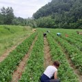 Nema laži, nema prevare, voće iz njive ide pravo na tezgu: Ovo je srpska ulica jagoda u dragačevskom selu Rti (foto)