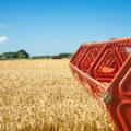 Pšenica u završnoj fazi vegetacije, za nekoliko dana kreće žetva