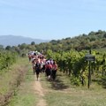 Župska vinska trka Danas se održava velika turističko sportska manifestacija u Aleksandrovcu