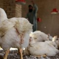 Španija: perad u zatvorenom, da bi se sprečio ptičji grip