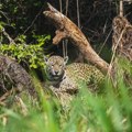 Retka vrsta jaguara primećena posle 10 godina u planinama Hondurasa