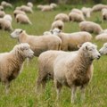 Србија ће моћи да извози живе животиње и производе животинског порекла и после 3. Септембра Домаћи систем лекова у ветерини у…