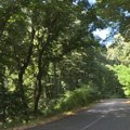 Samo je ovo lovište u Vojvodini bezbedno! Afrička kuga divljih svinja zabeležena u preostalih 17! Iz Lovačkog saveza poručili…