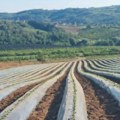 Toplotni talas bez padavina ugrožava prinose, kako navodnjavati useve u vreme ekstremnih suša