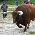 Rasplodni bik probio ogradu i napravio haos Stradala dva teleta, vlasnik dobio odštetu