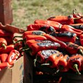 Pitao sam veštačku inteligenciju gde je u Srbiji najjeftinija paprika: Odgovor me je razočarao