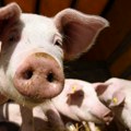 Afrička kuga svinja potvrđena na 64 imanja: Nova žarišta u Velinom Selu i Donjem Žabaru