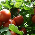 Suša dovela do nezabeležene situacije: Čeri paradajz jeftiniji od običnog