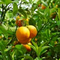 Srbija uništila mandarine iz Hrvatske zbog prisustva pesticida