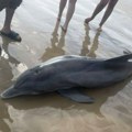 Научници: Црноморски делфини на ивици изумирања