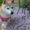 Преминуо најпознатији пас на свету: Кабосу, звезда мимова