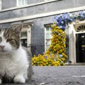 Mačak Lari u Dauning stritu u Londonu dočekao svog šestog premijera .