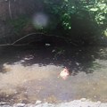 Udavio 6 štenaca, pa ih bacio u korito reke: Uhapšen muškarac koji je ubio komšijine pse: Uznemirujući sadržaj objavljivao na…