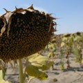 Poljoprivreda na udaru: Klimatske promene Srbiju koštale 9,5 milijardi evra - kako se izboriti?