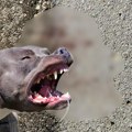 Pitbul ščepao devojčicu za glavu (4), pa je izujedao! Baka i deka bili nemoćni, prolaznici munjevito reagovali da spasu dete!…