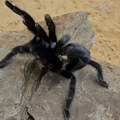U vozu u Nemačkoj pronađeno 20 tarantula u paketima