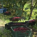 Proizvođači višanja bojkotovaće 48 sati prodaju tog voća jer otkupljivači nisu objavili otkupnu cenu