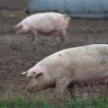 Afrička kuga svinja ne jenjava: U Srbiji uginula 36.101 svinja, virus zabeležen u sedam opština