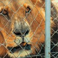 Šok u komšiluku: U privatnom objektu bivšeg izvršitelja nađeni lavovi, tigar i medvedi, pokrenuta istraga