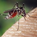 Најезда комараца у Вуковару, траже проглашење елементарне непогоде